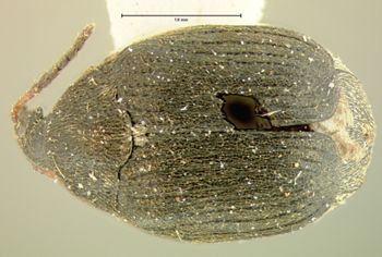 Media type: image;   Entomology 126 Aspect: habitus dorsal view